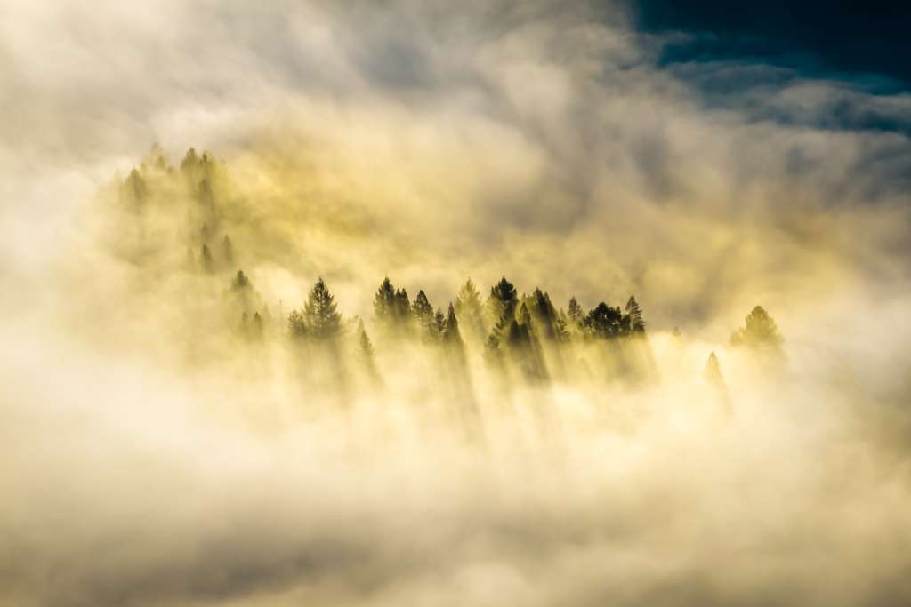 trees with sky giving key features in introduction to java